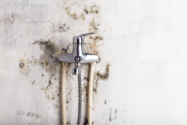Best Same-Day Mold Removal  in Dillsboro, IN