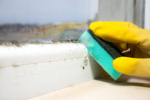 Certified Mold Removal in Dillsboro, IN