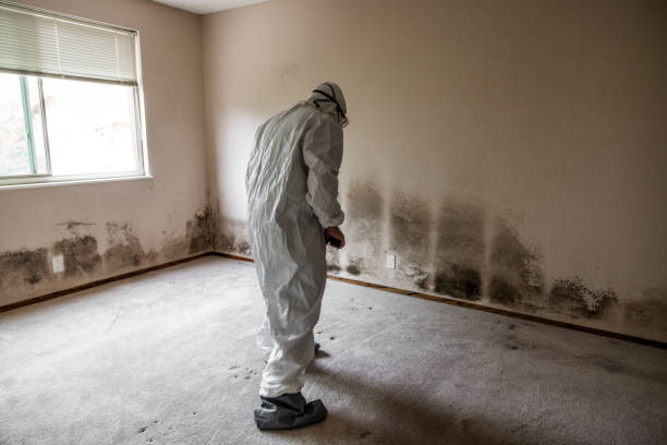 Best Mold Damage Repair  in Dillsboro, IN